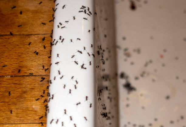 Best Affordable Pest Control Services  in Washburn, IL